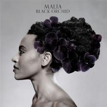 Black orchid von - orchid, malia
